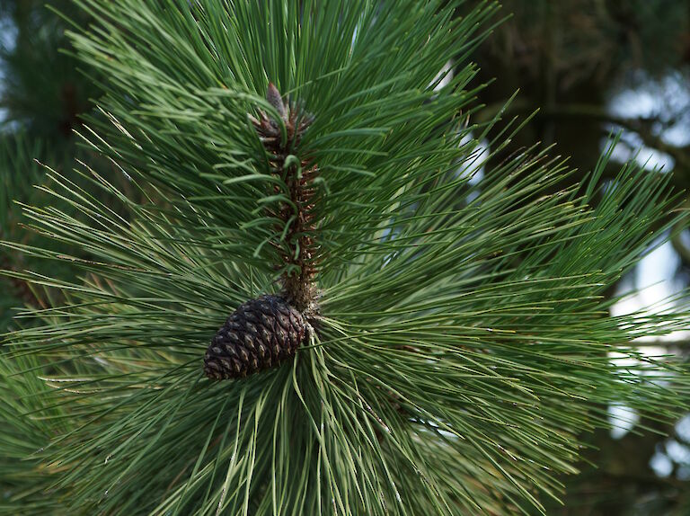 Pinus ponderosa