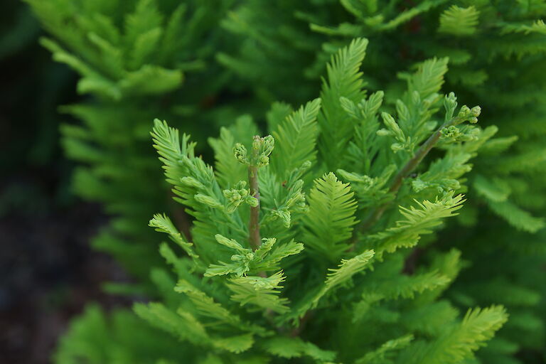 Taxodium distichum 'Peve Minaret'