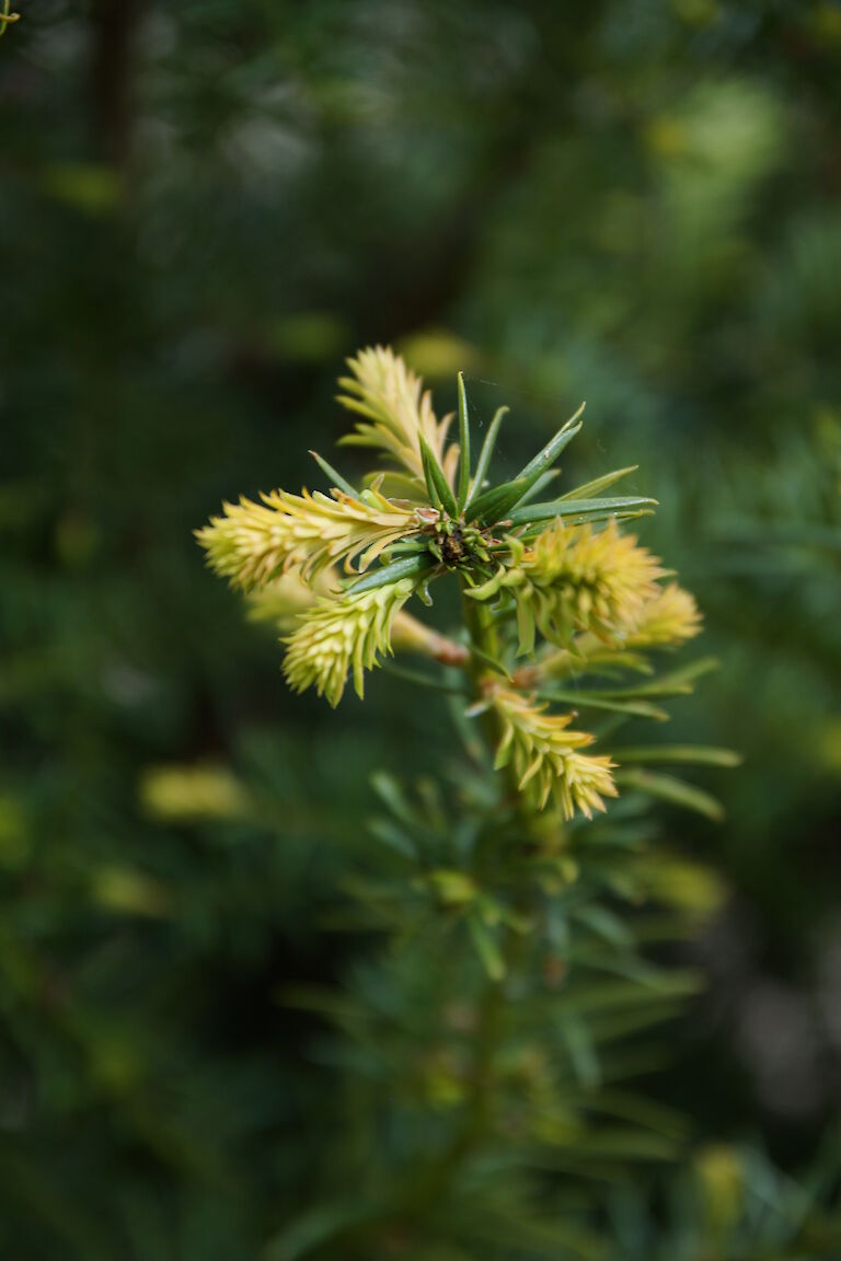 Taxus media 'Brownii'