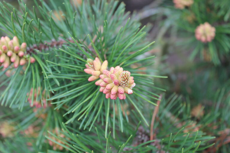 Pinus contorta