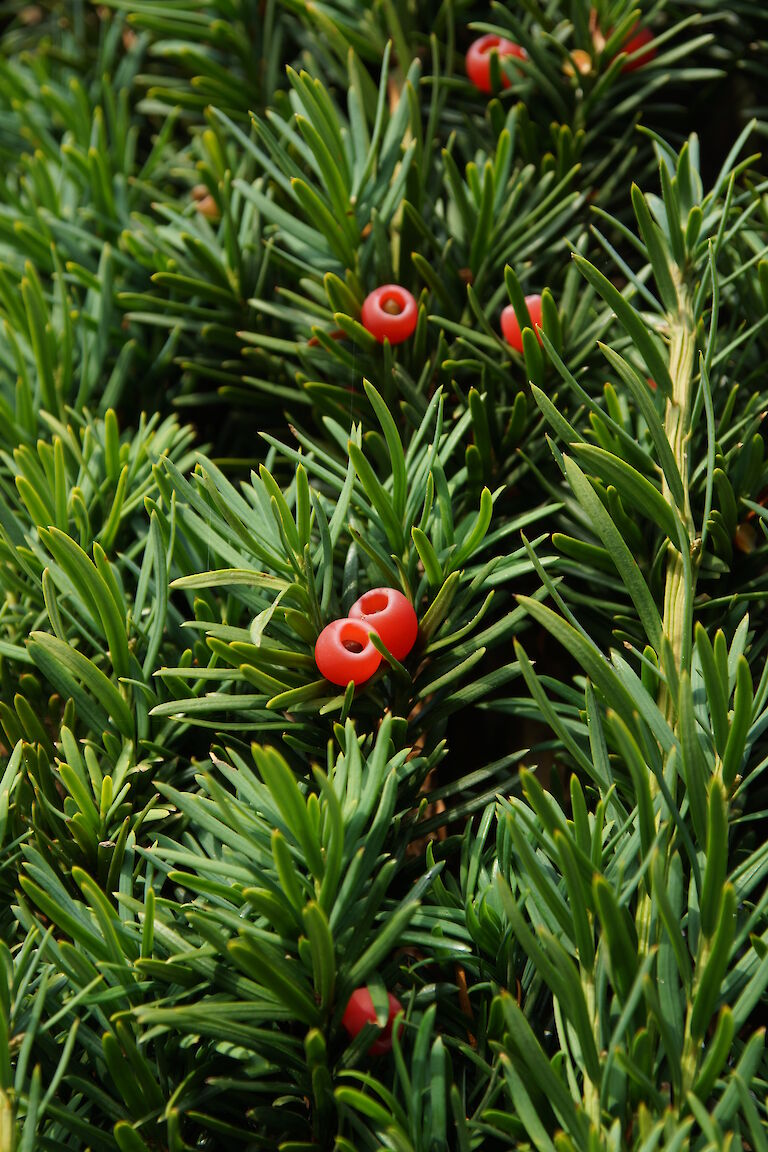 Taxus baccata 'Fastigiata Robusta'