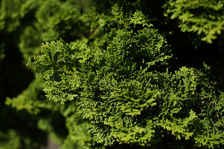 Chamaecyparis obtusa Nana Gracilis