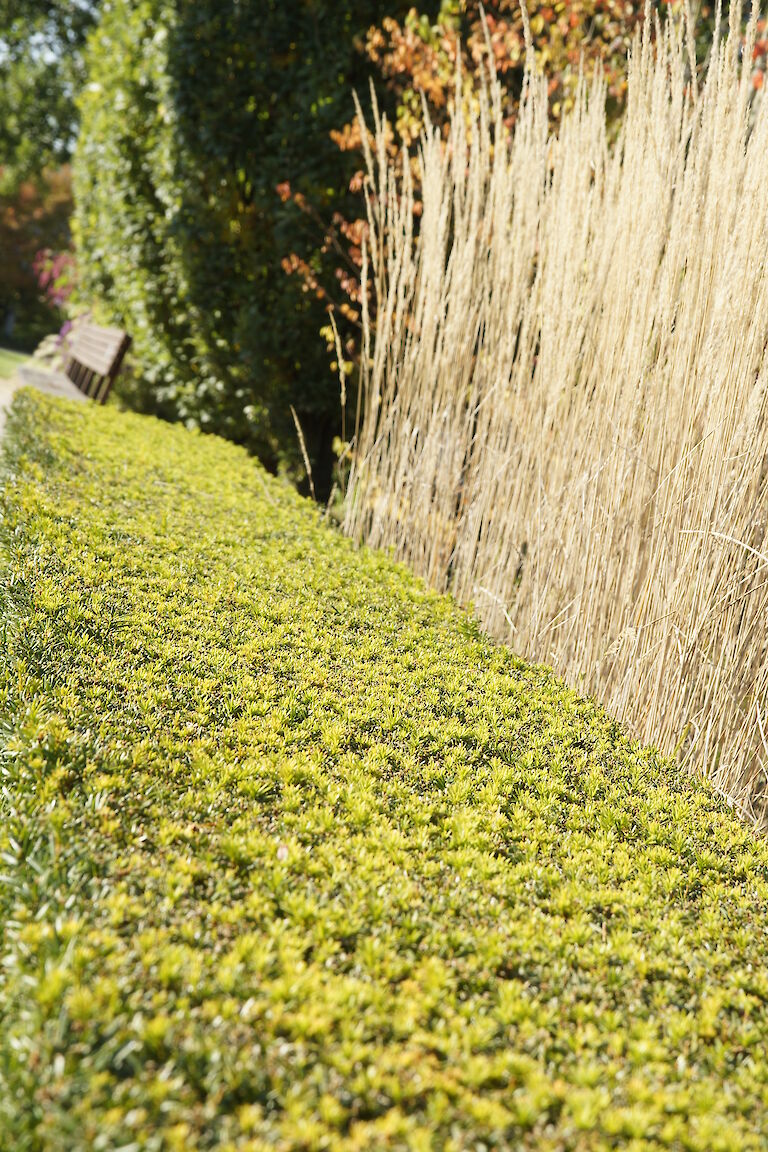 Taxus baccata Hecke