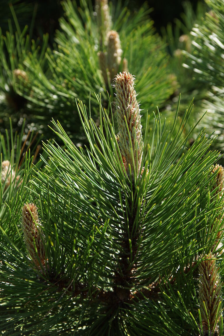 Pinus heldreichii