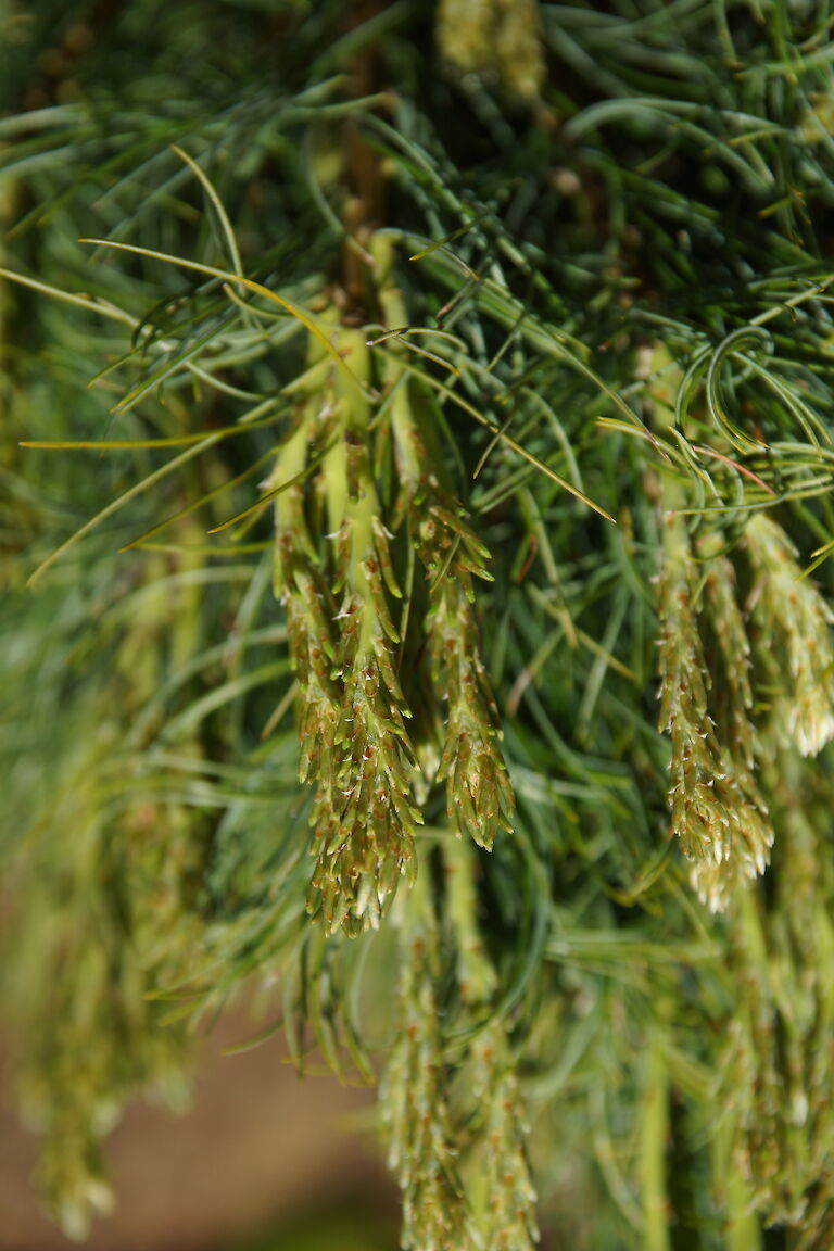 Pinus Strobus 'Mini Twists'