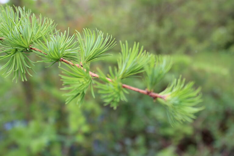 Larix decidua