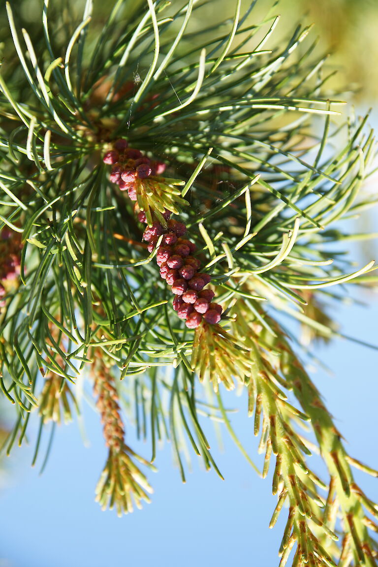 Pinus Strobus 'Mini Twists'