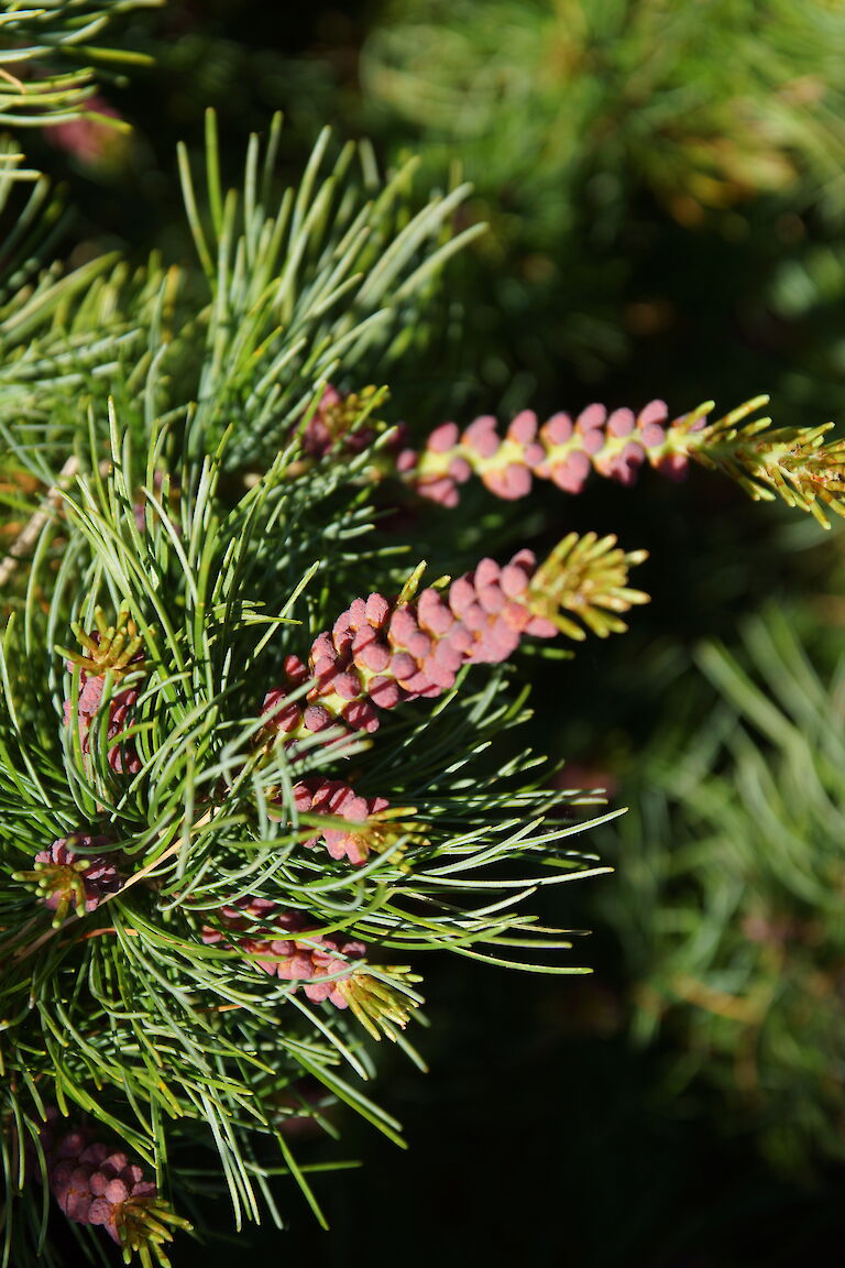 Pinus Strobus 'Mini Twists'