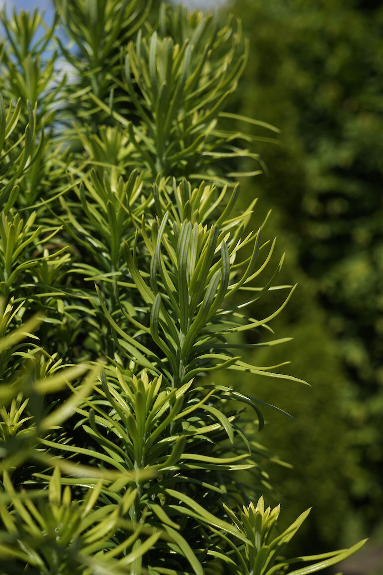 Cephalotaxus harringtonia Fastigiata