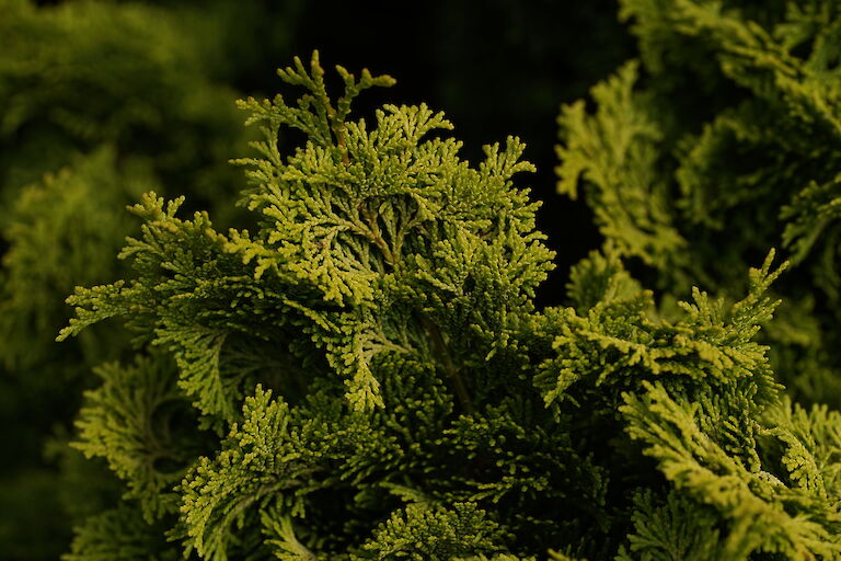 Chamaecyparis obtusa Nana Aurea