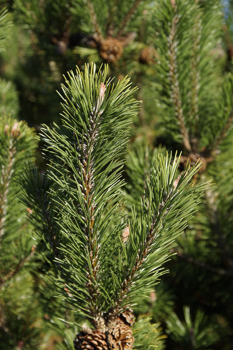 Pinus heldreichii