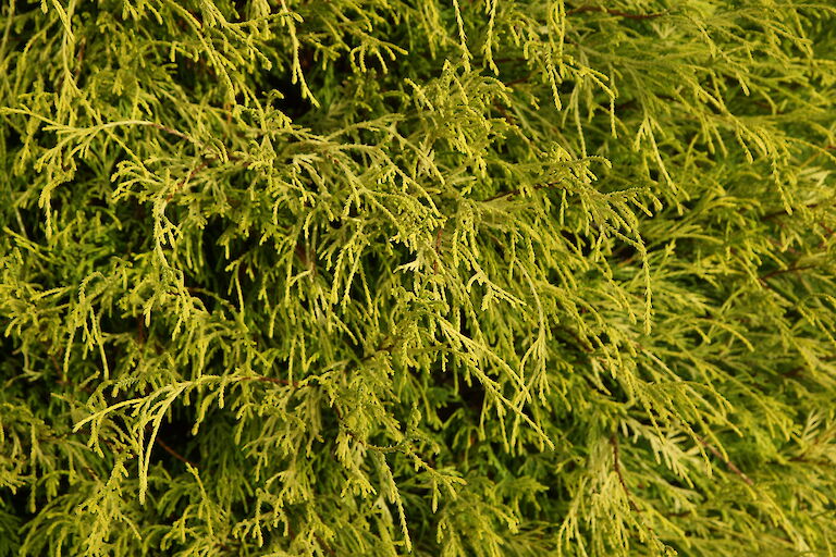 Chamaecyparis pisifera 'Aurea Nana'