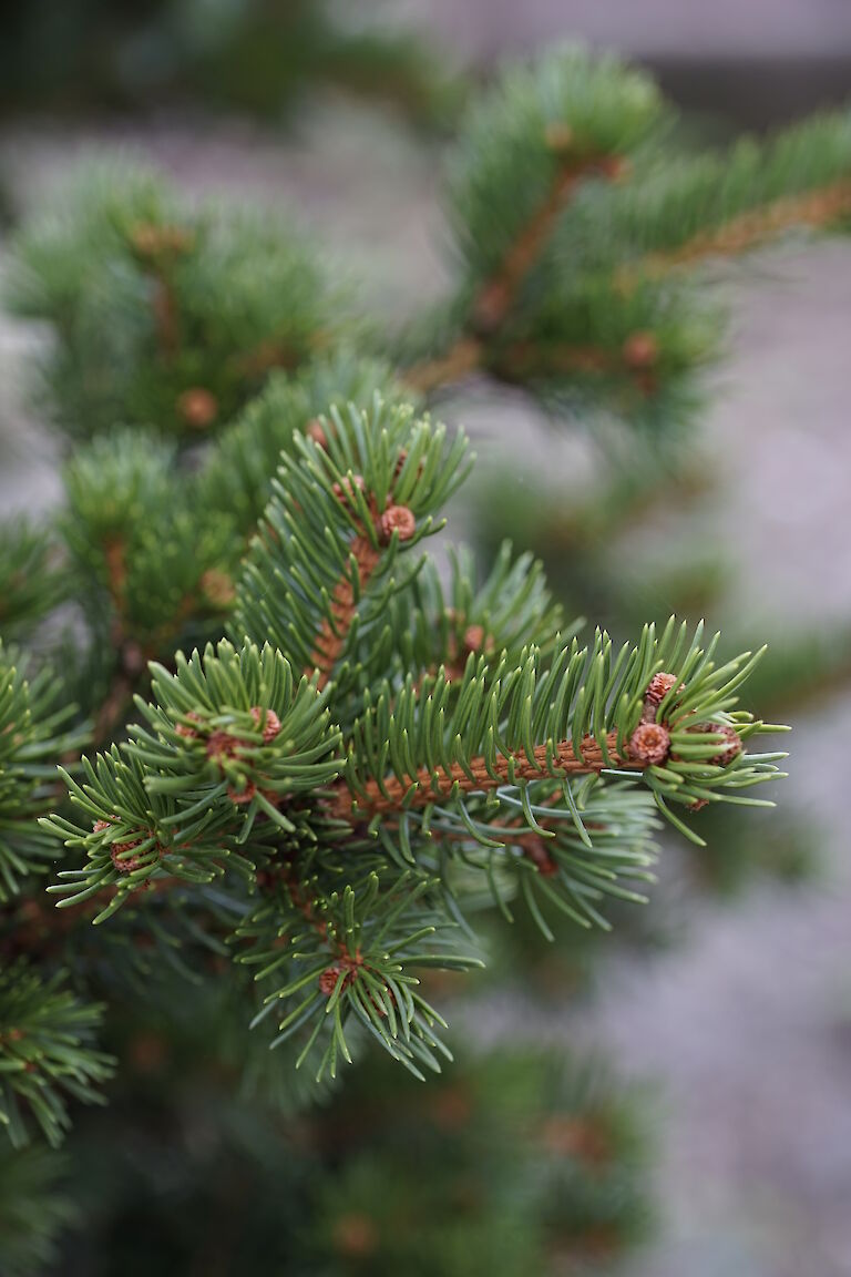 Picea pungens Lucky Strike