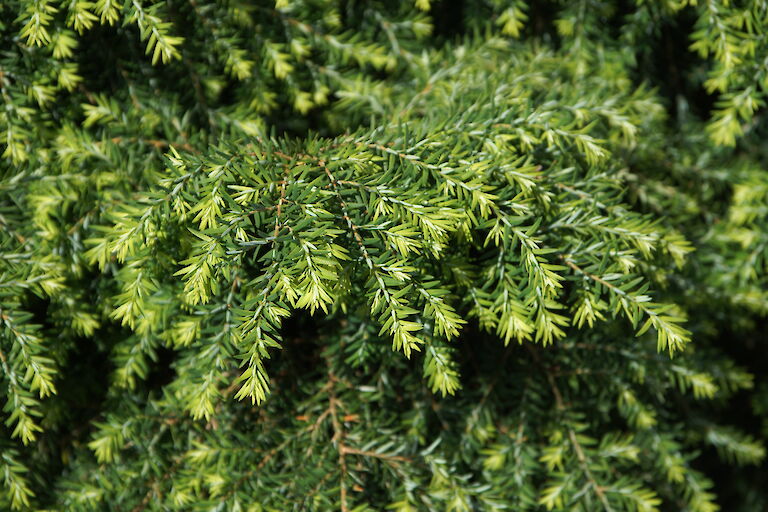 Tsuga canadensis 'Nana'