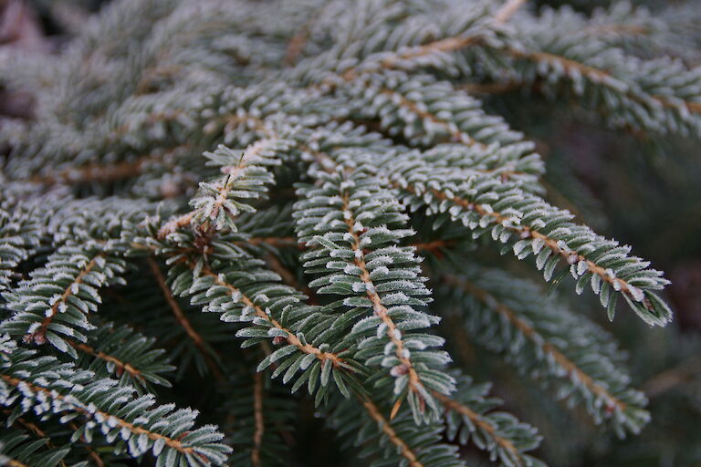 Picea Winter