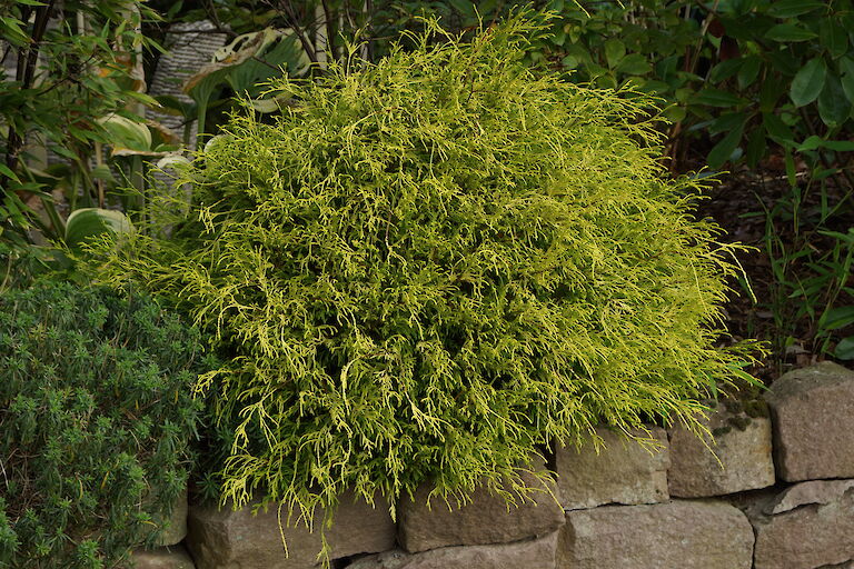 Chamaecyparis pisifera 'Aurea Nana'