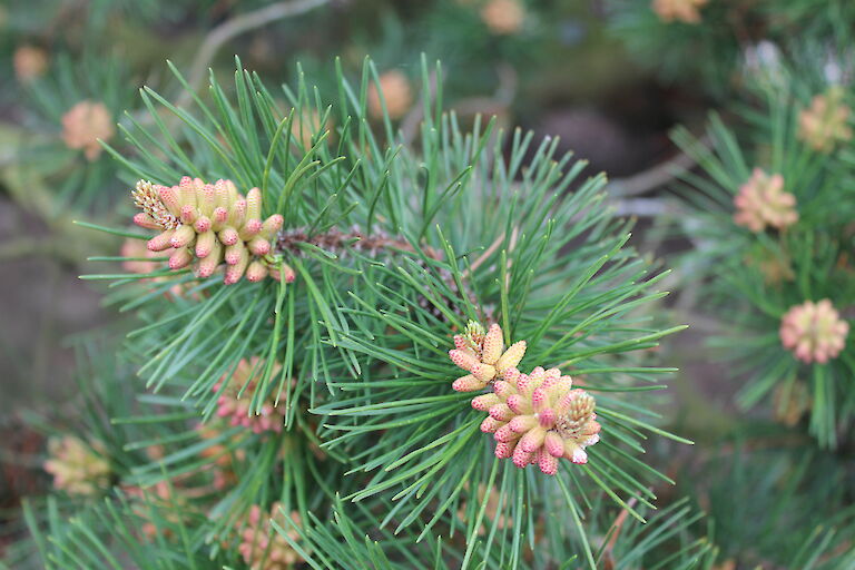 Pinus contorta