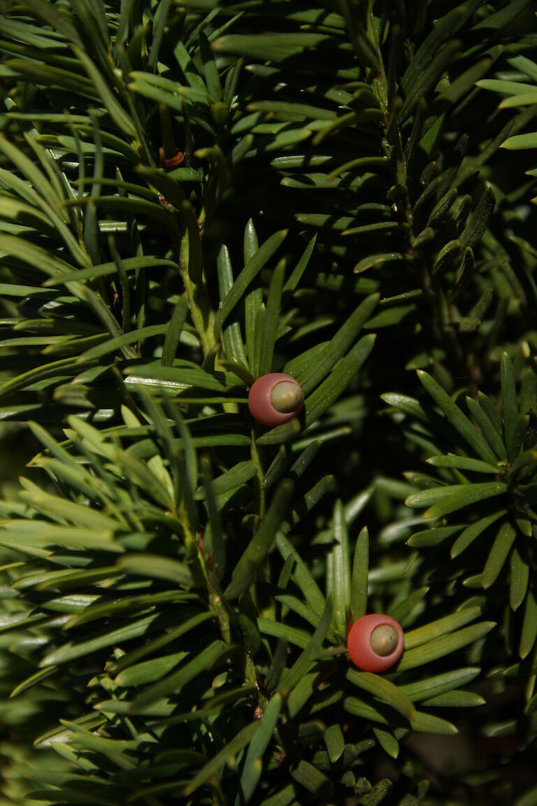 Taxus Früchte