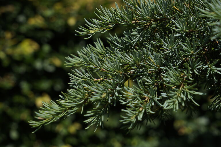 Tsuga mertensiana Glauca