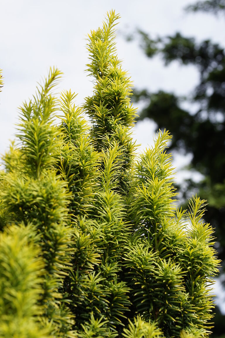 Taxus baccata Standishii