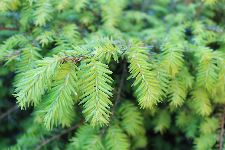 Tsuga canadensis