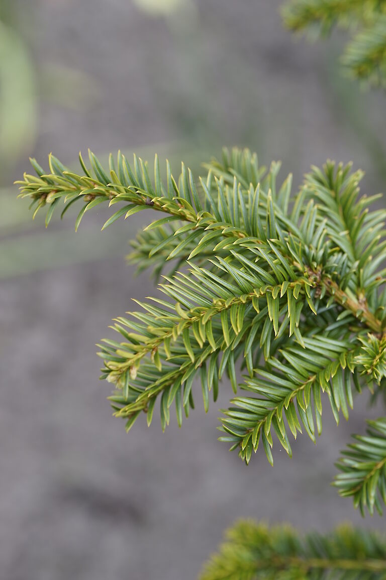 Taxus baccata Ingeborg Nellemann