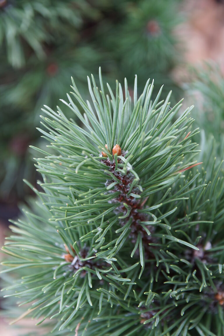 Pinus mugo 'Mumpitz'