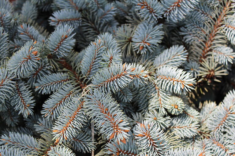 Picea pungens 'Glauca Globosa'