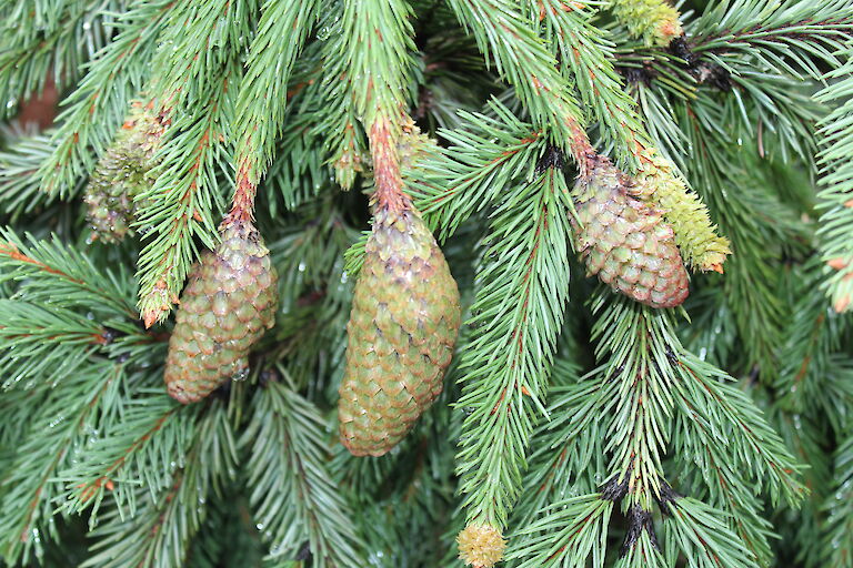 Picea abies 'Acrocona'