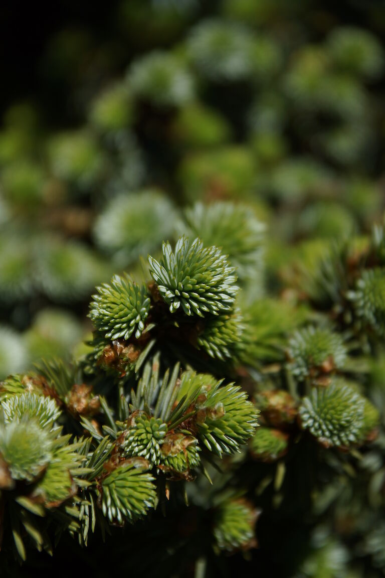 Picea sitchensis 'Nana'