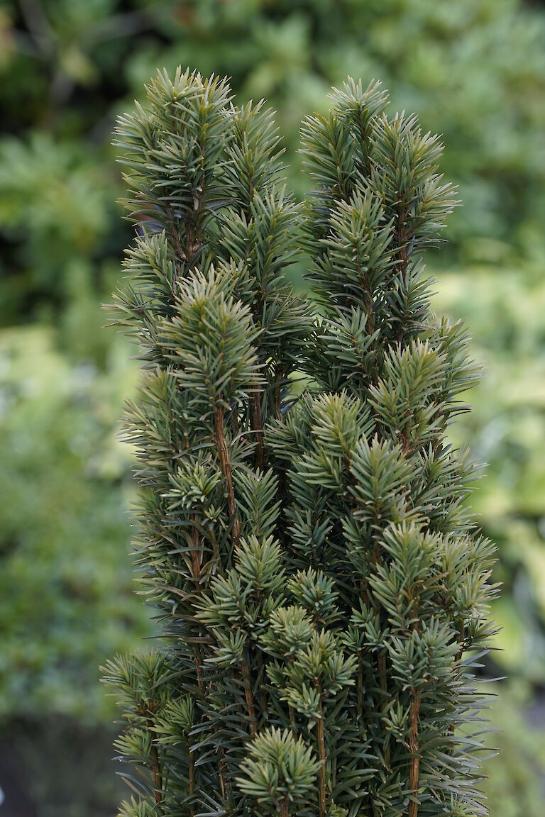 Taxus baccata Fastigiata Robusta