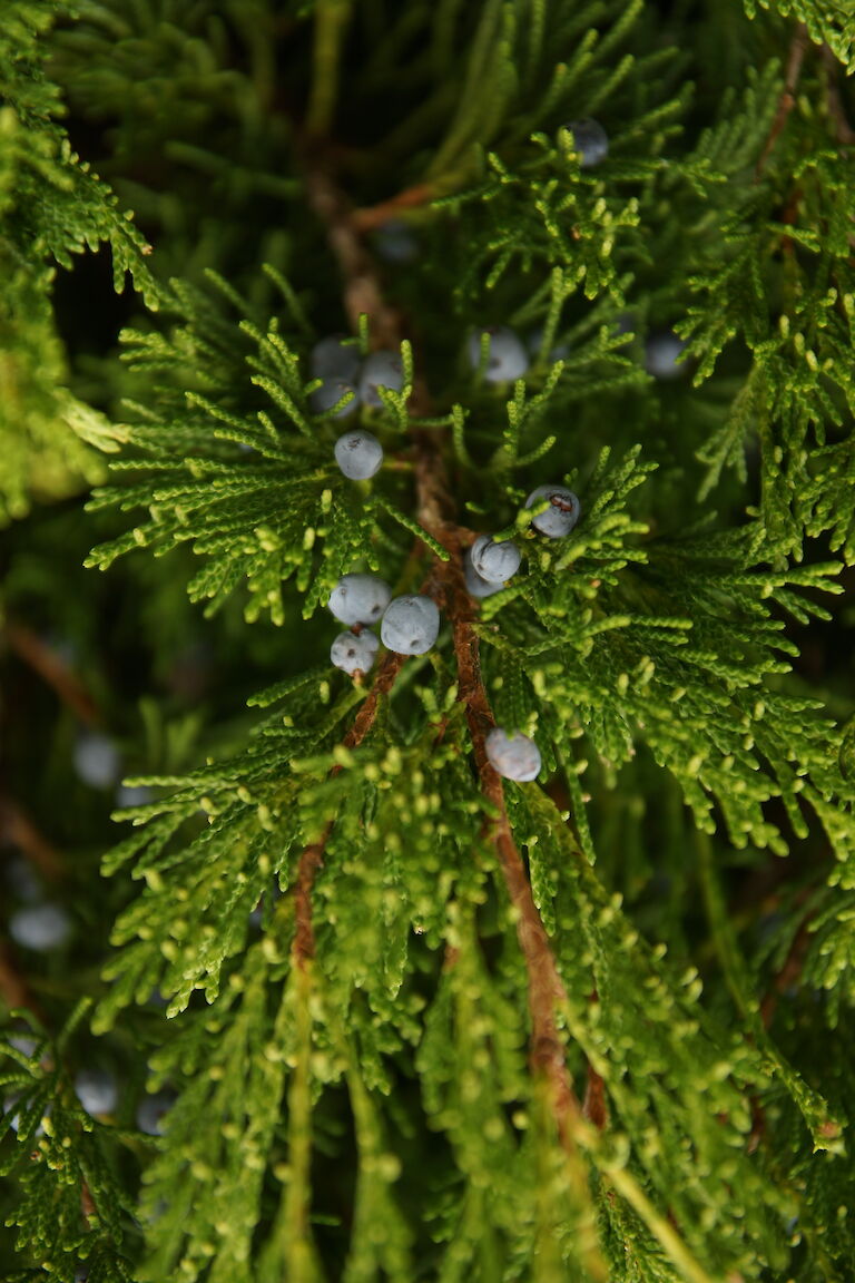 Juniperus virginiana 'Kim'