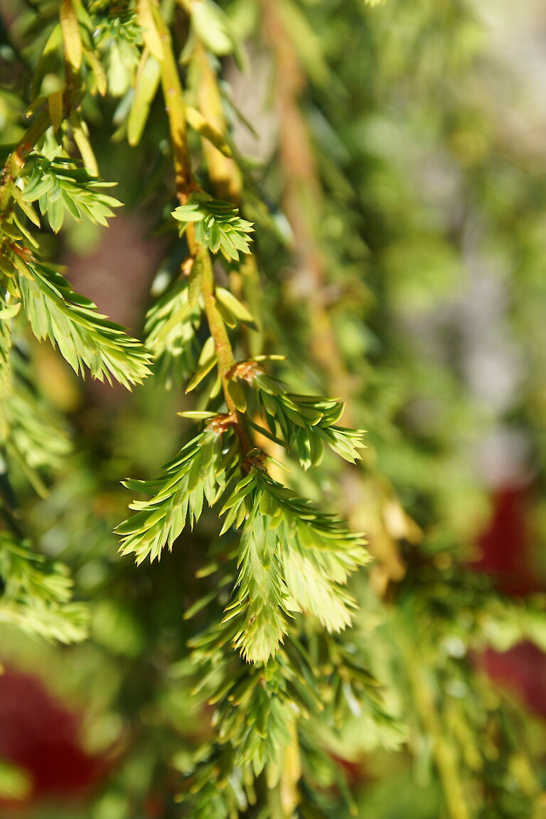 Taxus x Media 'Hillii' Bechereibe