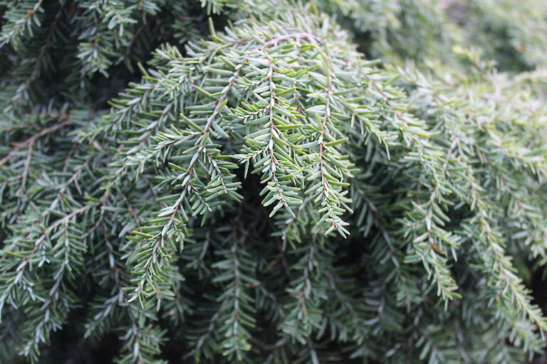 Tsuga canadensis 'Nana'