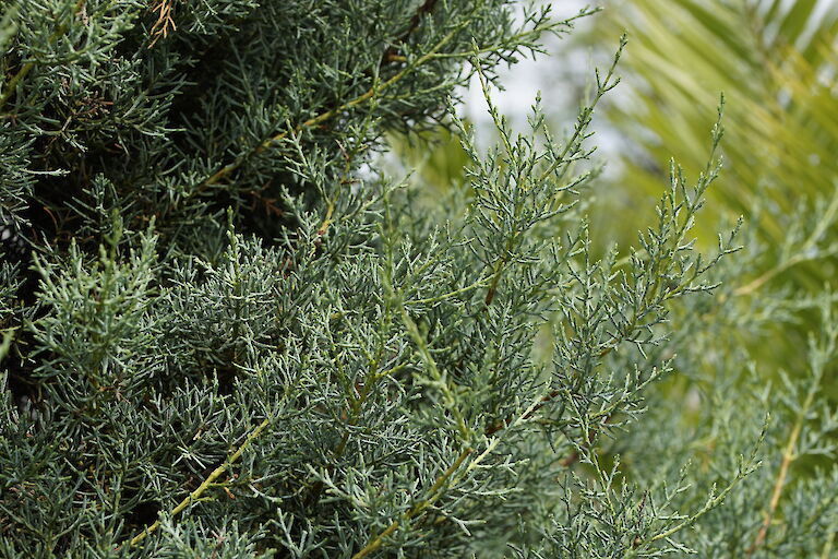 Cupressus arizonica Fastigiata