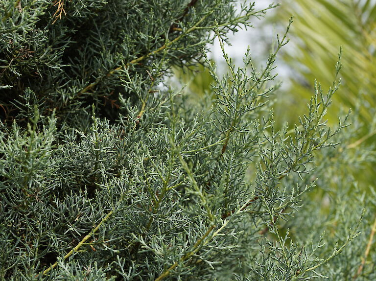 Cupressus arizonica Fastigiata