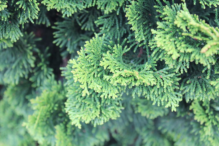 Chamaecypris obtus 'Nana Gracilis'