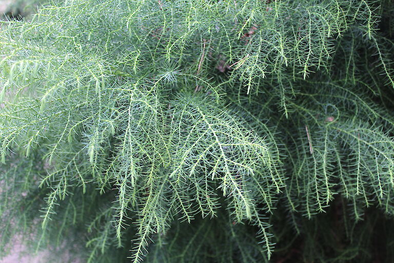 Cryptomeria japonica 'Elegans Viridis'