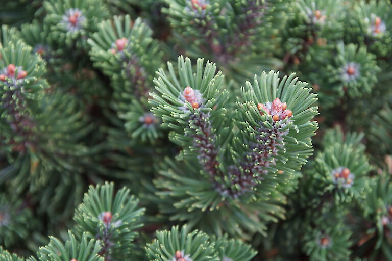 Pinus mugo 'Sherwood Compact'