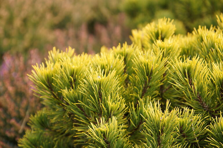 Pinus mugo 'Carstens Wintergold'