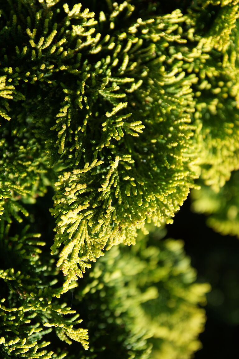 Chamaecyparis Obtusa 'Nana Aurea'