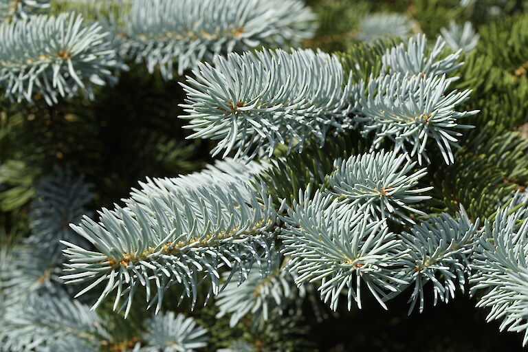 Picea pungens Oldenburg