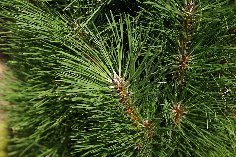 Pinus nigra 'Green Tower'