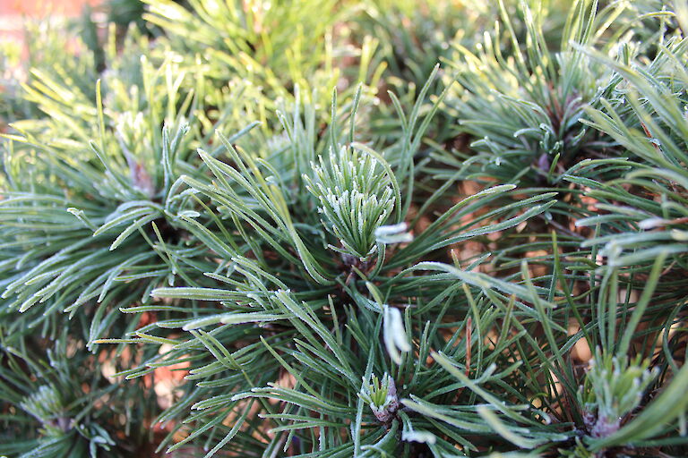 Pinus mugo 'Varella' Winter