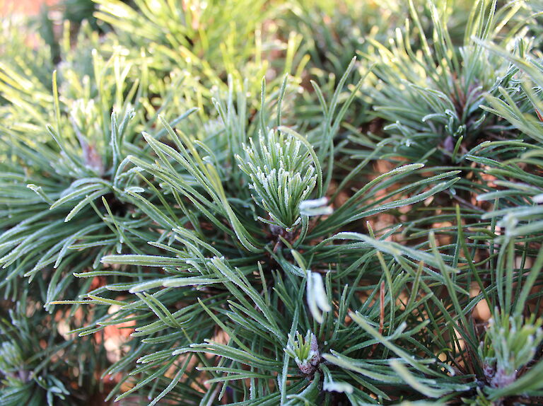 Pinus mugo 'Varella' Winter