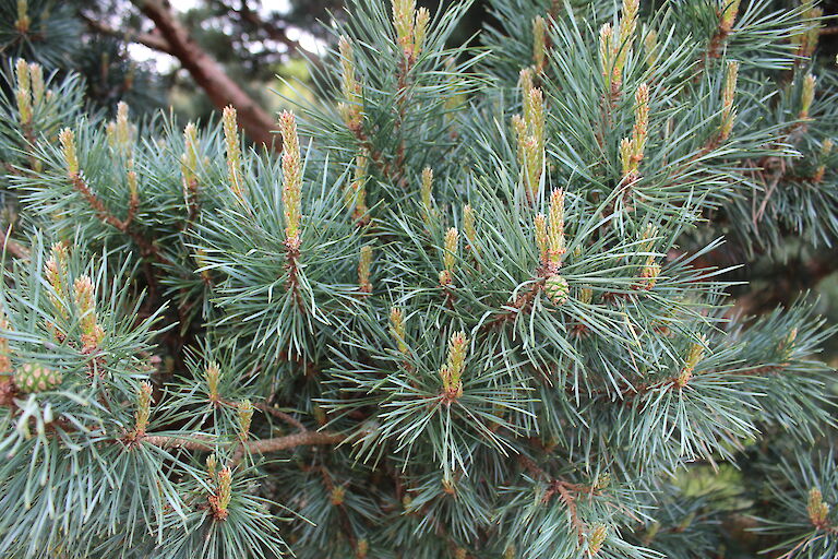 Pinus sylvestris 'Watereri'