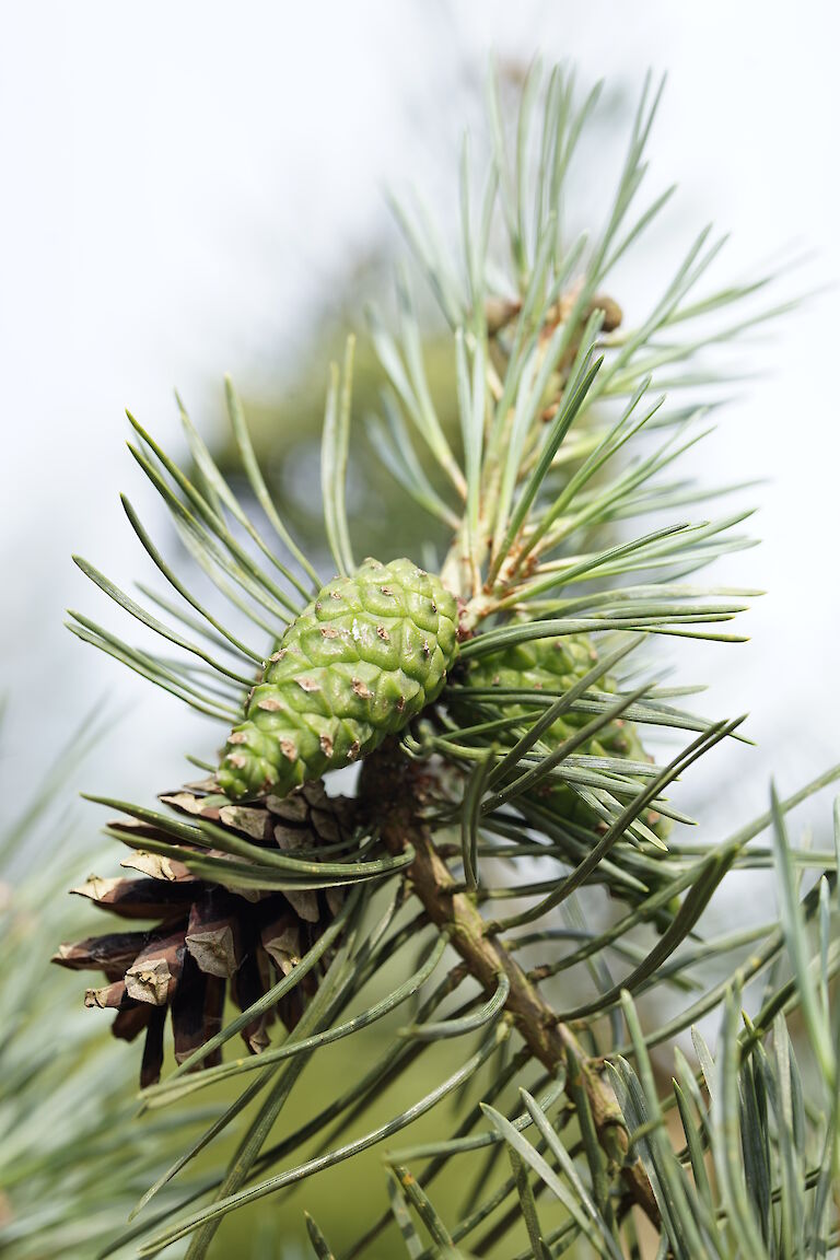 Pinus sylvestris Glauca