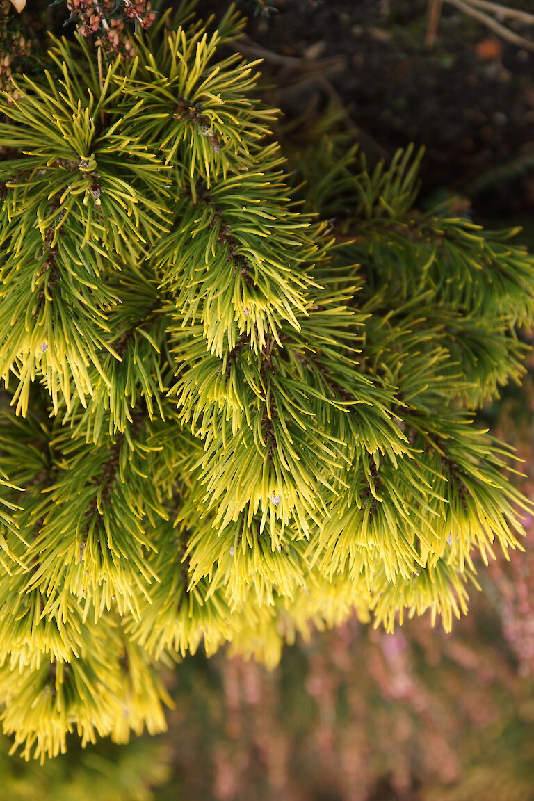 Pinus mugo 'Carstens Wintergold'