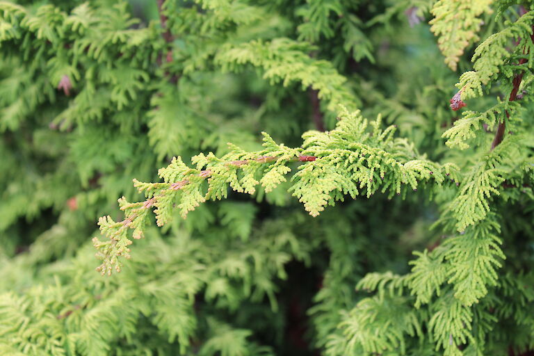 Chamaecyparis obtusa 'Fernspray Gold'