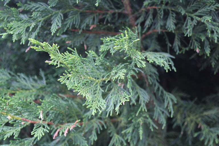 X Cupressocyparis leylandii